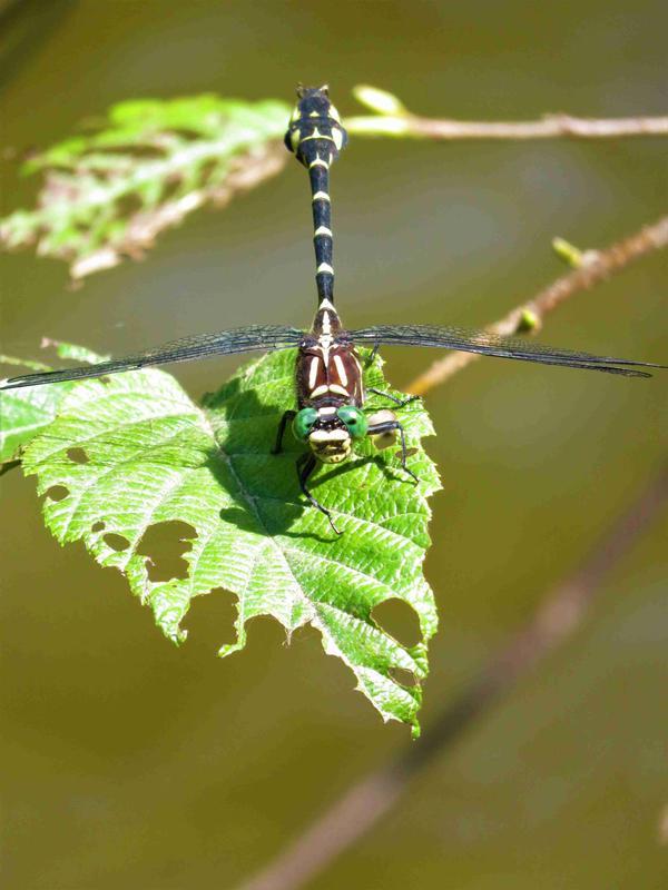 Photo of Zebra Clubtail