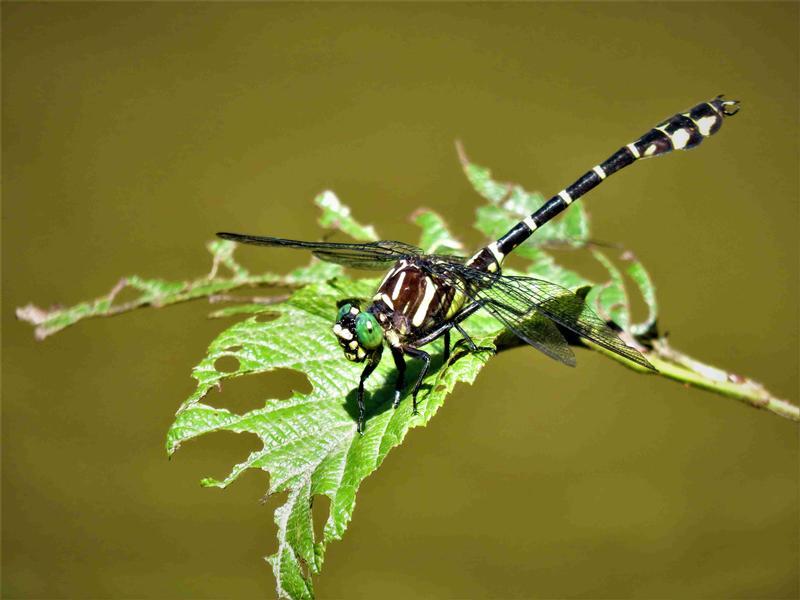 Photo of Zebra Clubtail