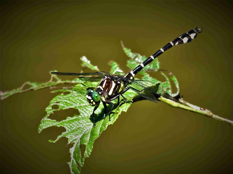 Photo of Zebra Clubtail
