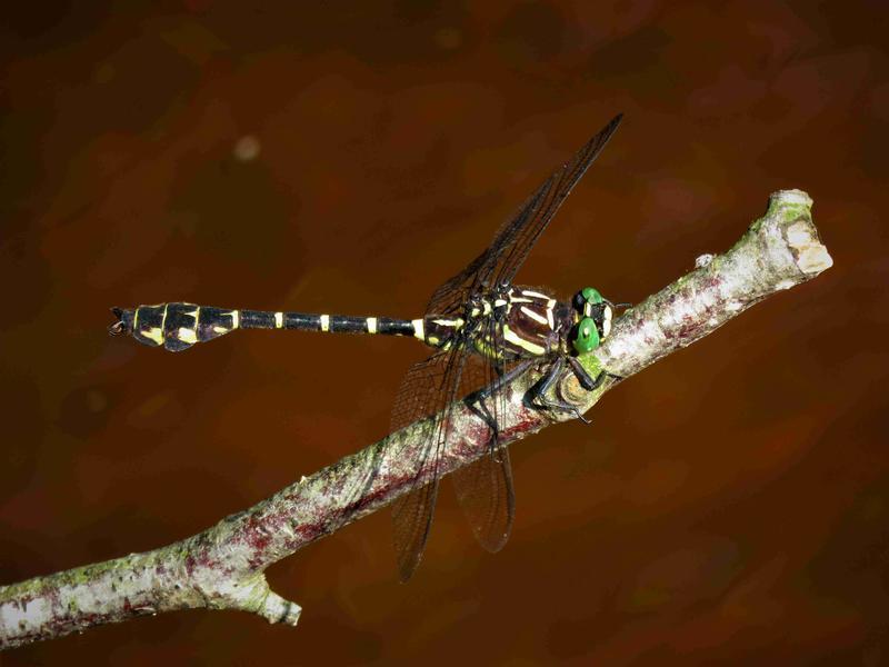 Photo of Zebra Clubtail