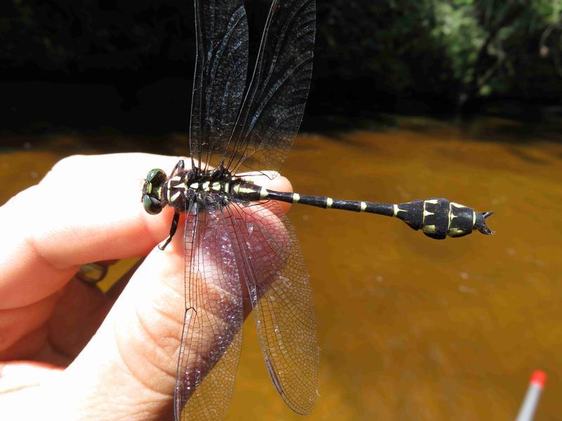Photo of Zebra Clubtail