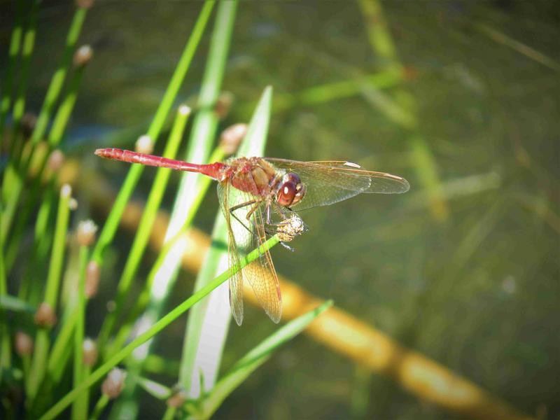 Photo of Saffron-winged Meadowhawk