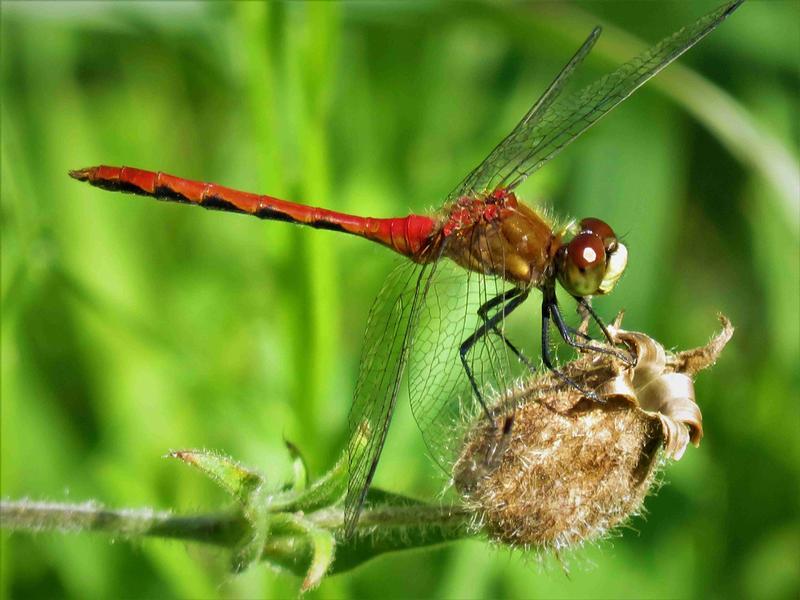 Photo of White-faced Meadowhawk