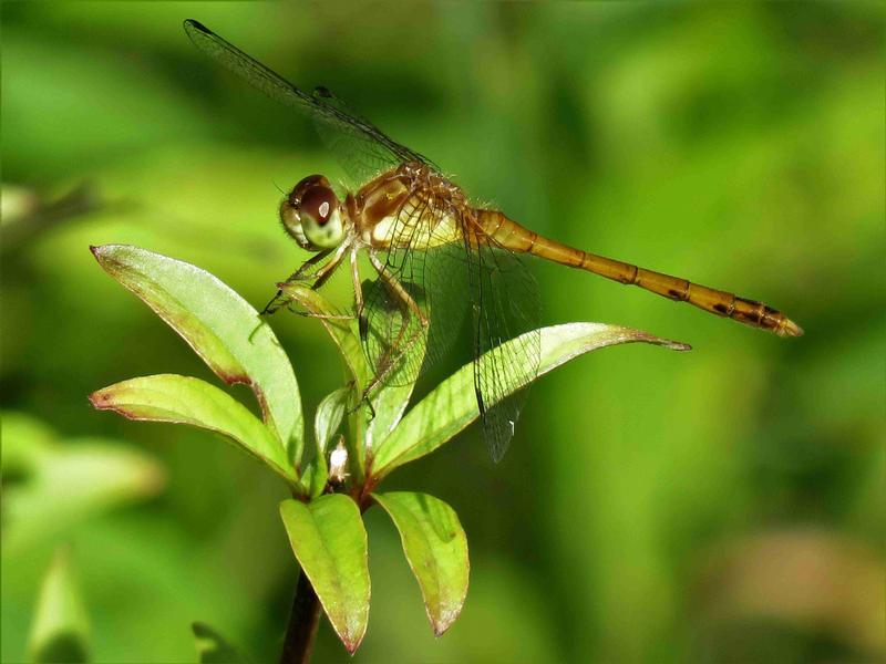 Photo of Autumn Meadowhawk