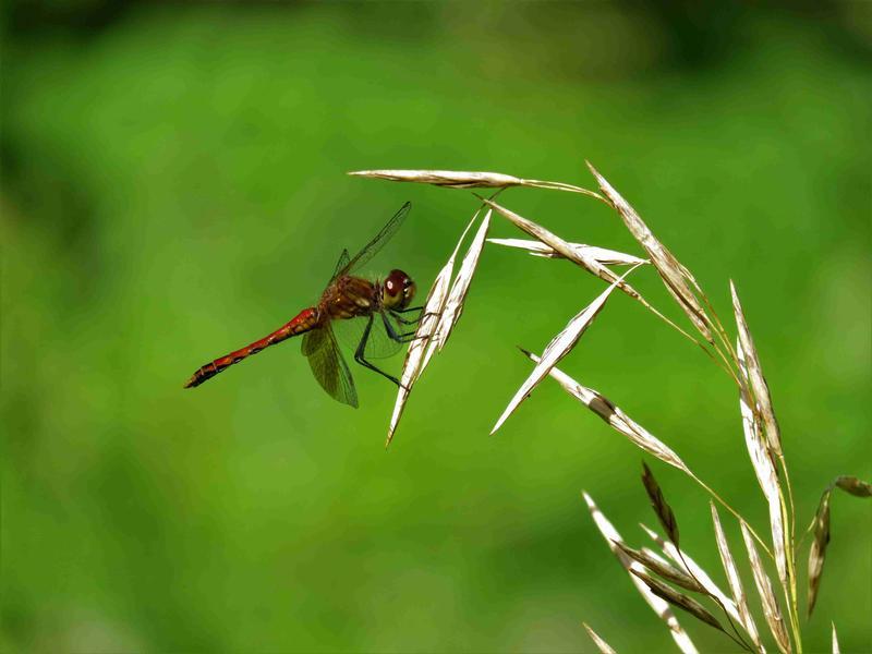 Photo of Band-winged Meadowhawk