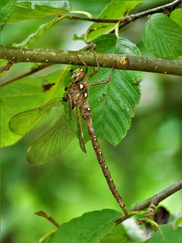 Photo of Fawn Darner