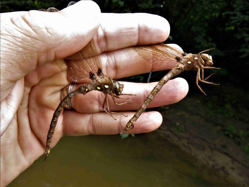 Photo of Fawn Darner