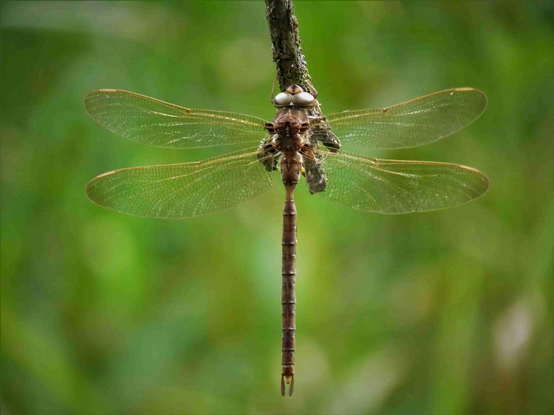 Photo of Fawn Darner