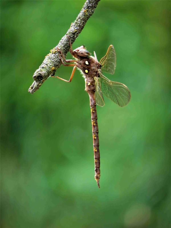 Photo of Fawn Darner