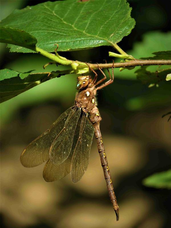 Photo of Fawn Darner