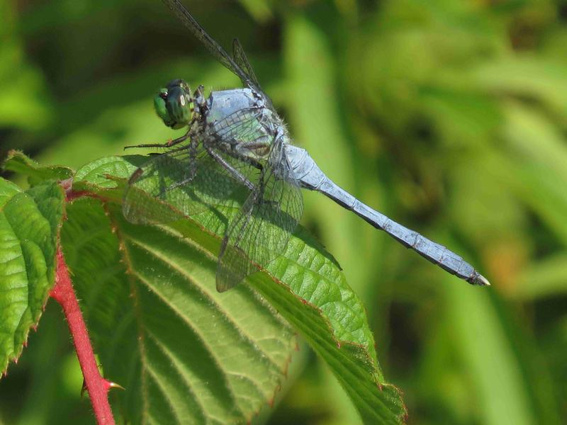 Photo of Eastern Pondhawk