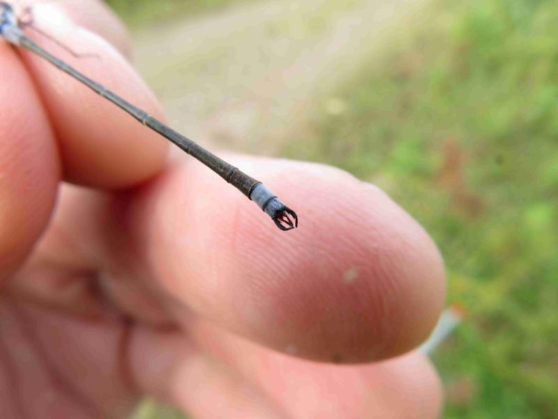 Photo of Northern Spreadwing