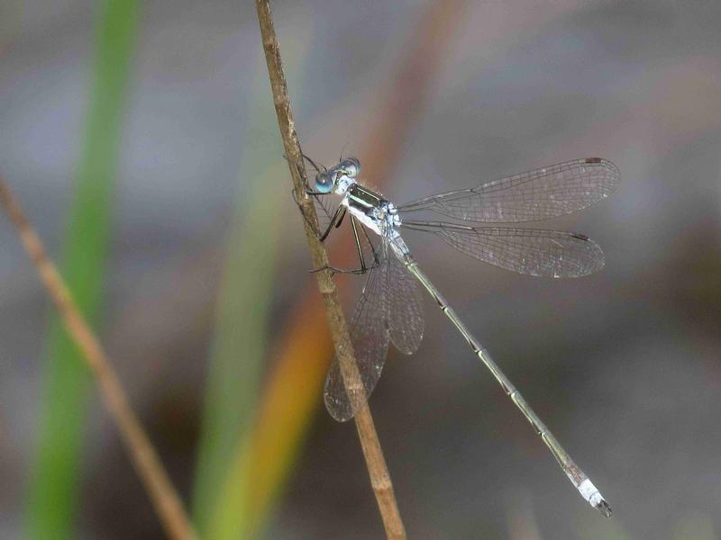 Photo of Northern Spreadwing