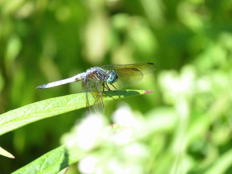 Photo of Blue Dasher