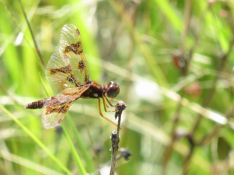 Photo of Eastern Amberwing