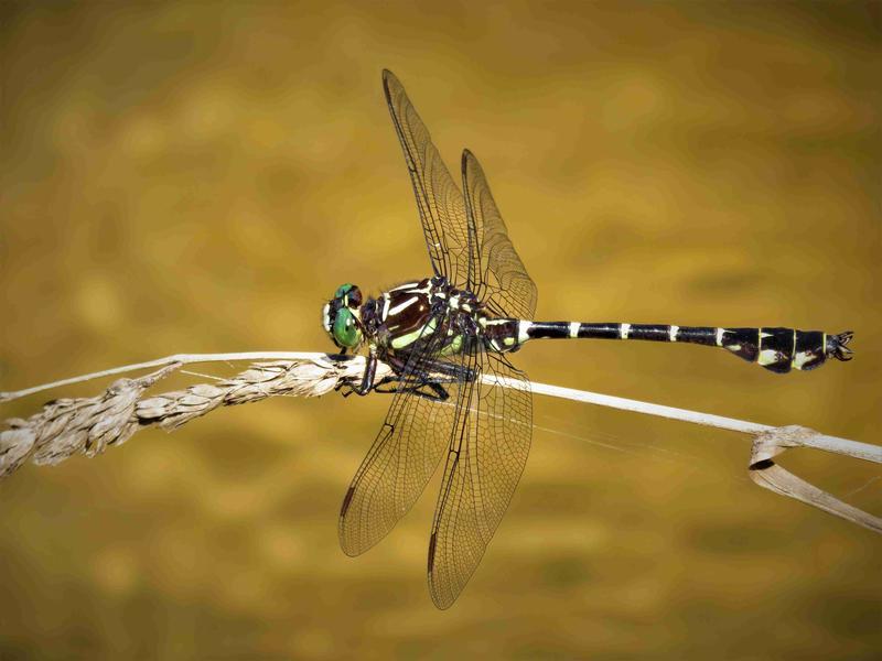 Photo of Zebra Clubtail