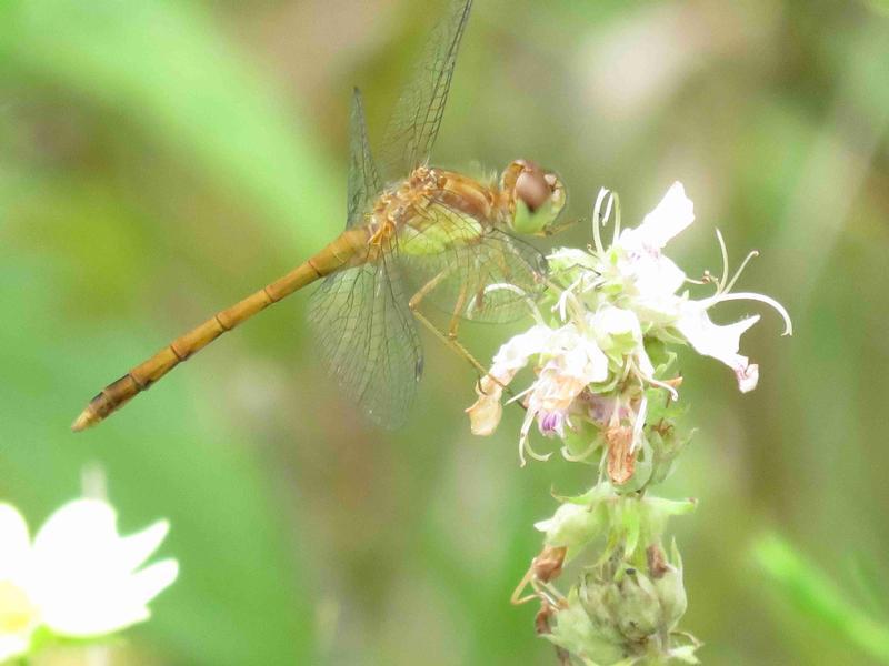 Photo of Autumn Meadowhawk