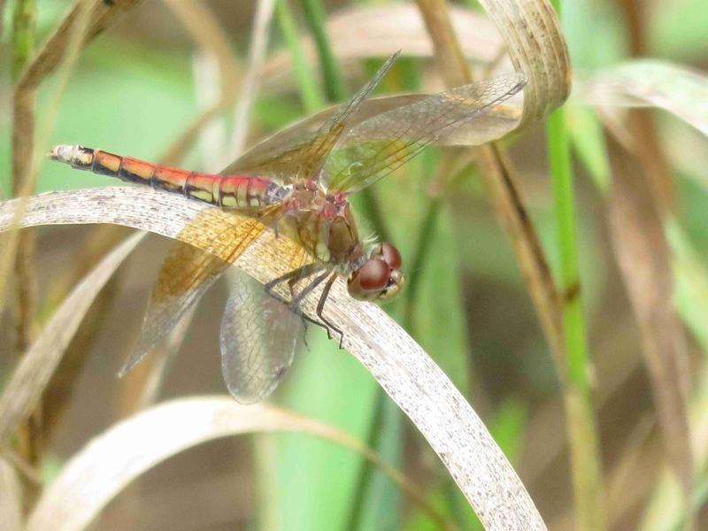 Photo of Band-winged Meadowhawk