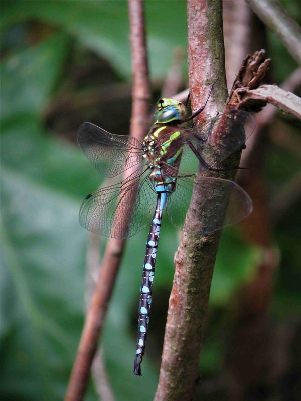 Photo of Lance-tipped Darner