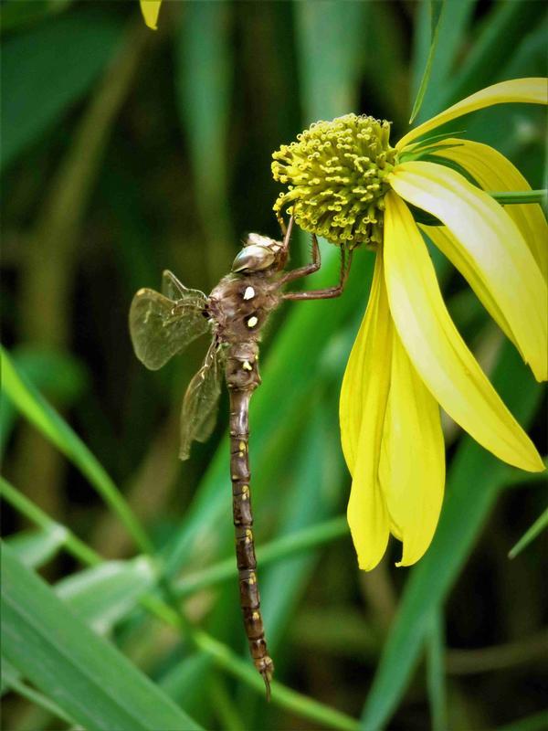 Photo of Fawn Darner