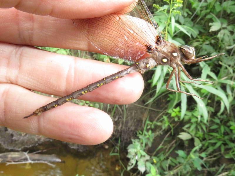 Photo of Fawn Darner