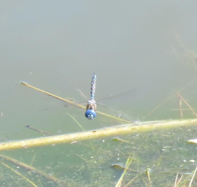 Photo of Blue-eyed Darner