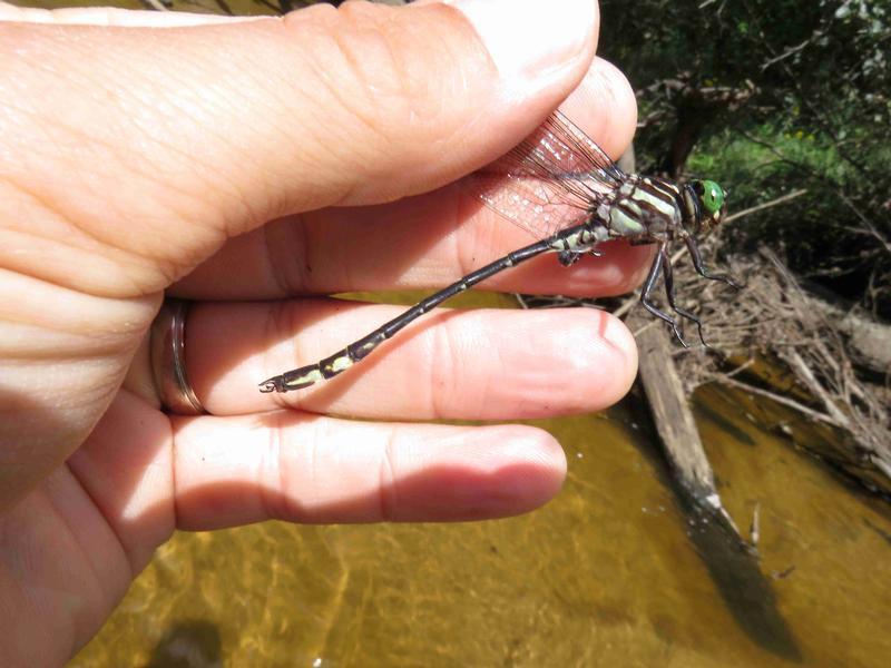 Photo of Arrow Clubtail