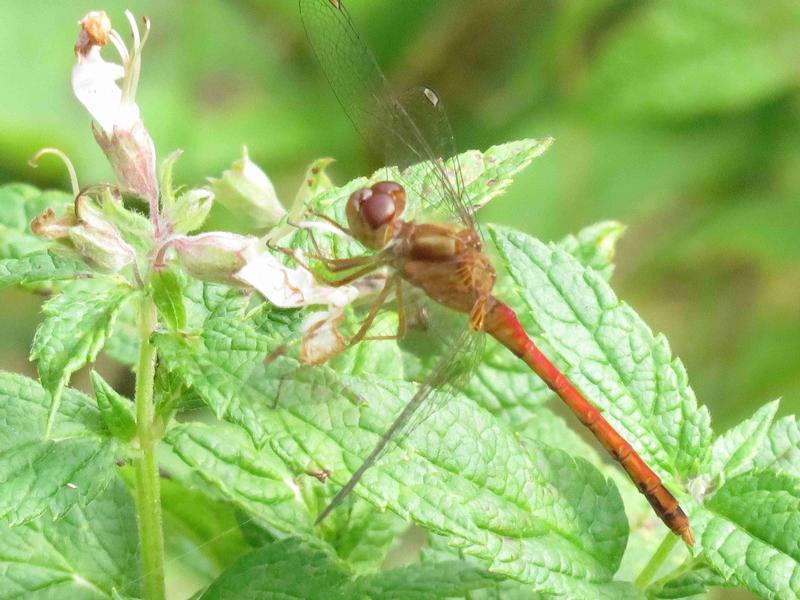 Photo of Autumn Meadowhawk