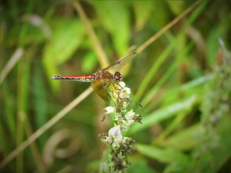 Photo of Band-winged Meadowhawk