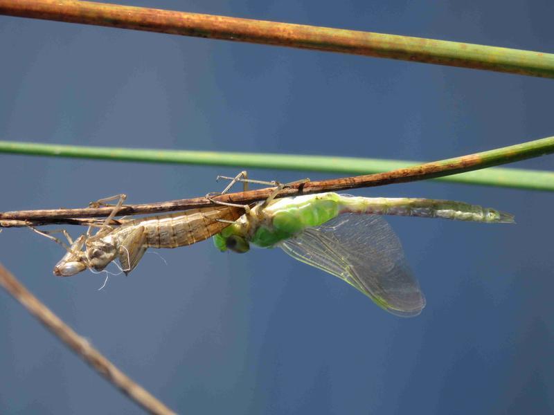 Photo of Common Green Darner