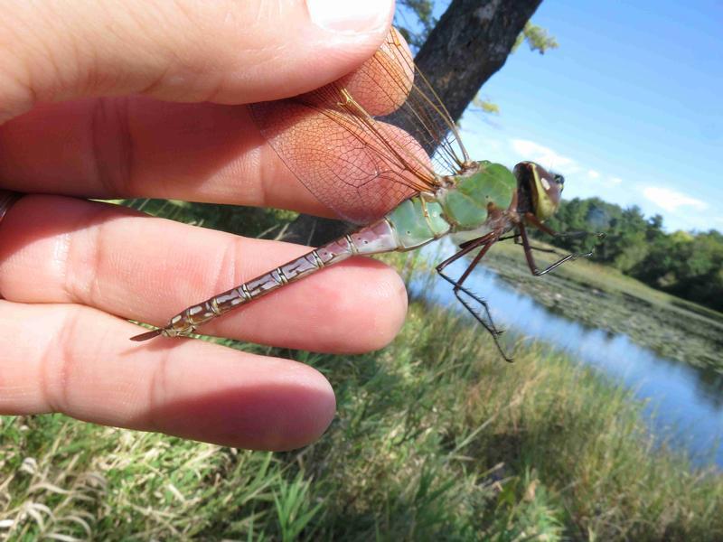 Photo of Common Green Darner