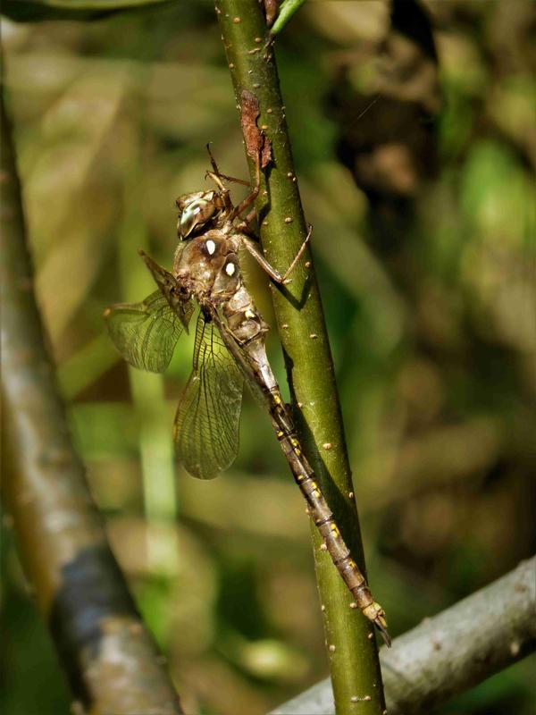 Photo of Fawn Darner