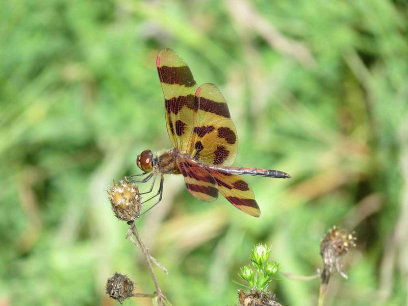 Photo of Halloween Pennant