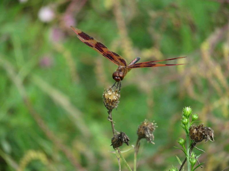 Photo of Halloween Pennant