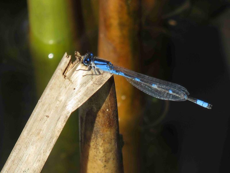 Photo of Tule Bluet