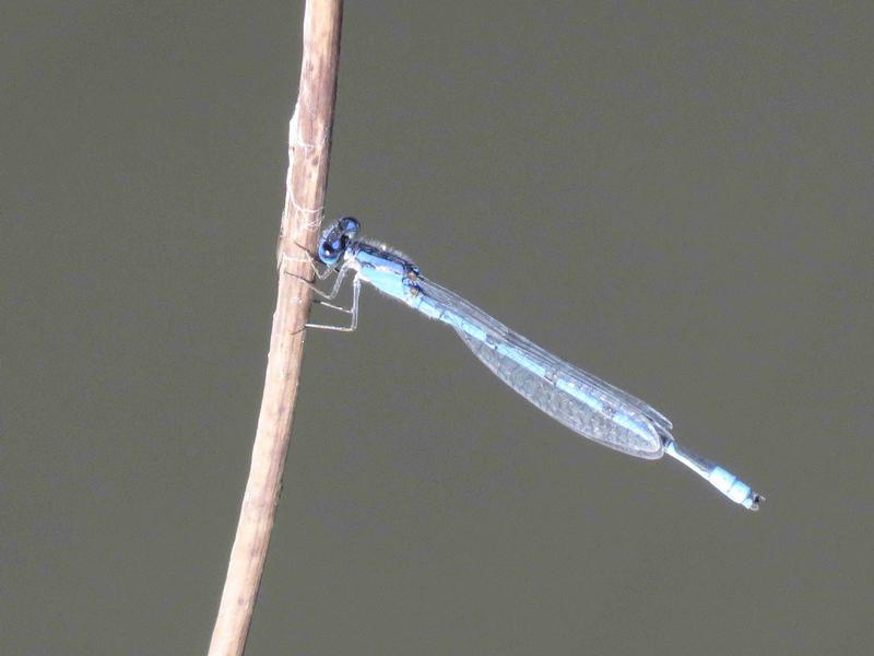 Photo of Familiar Bluet