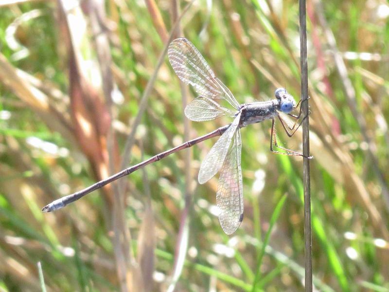 Photo of Spotted Spreadwing