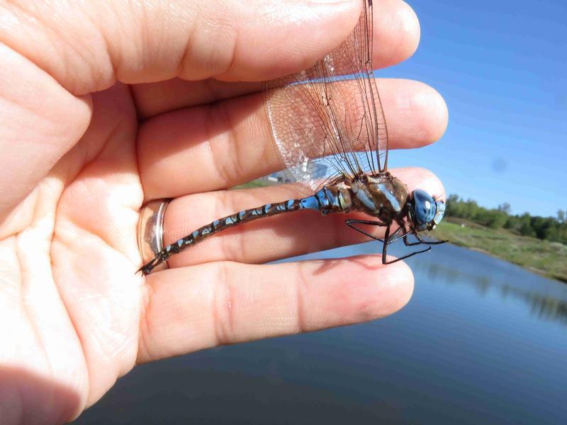 Photo of Blue-eyed Darner