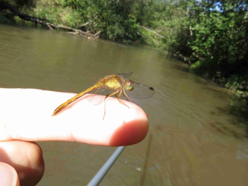 Photo of Autumn Meadowhawk