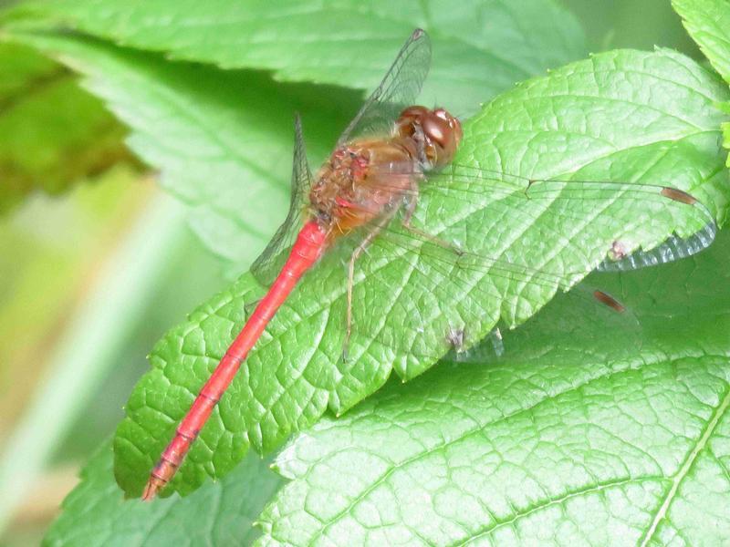 Photo of Autumn Meadowhawk