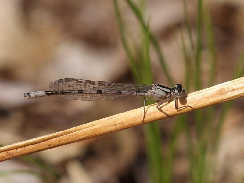 Photo of Boreal Bluet