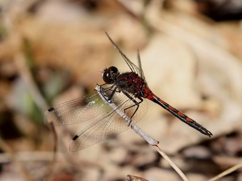 Photo of Hudsonian Whiteface