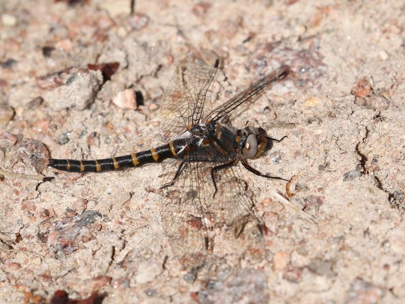 Photo of Ringed Boghaunter