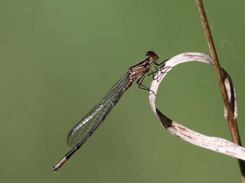 Photo of Skimming Bluet