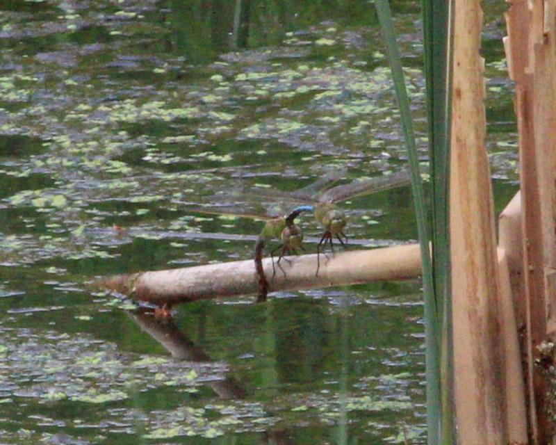 Photo of Common Green Darner