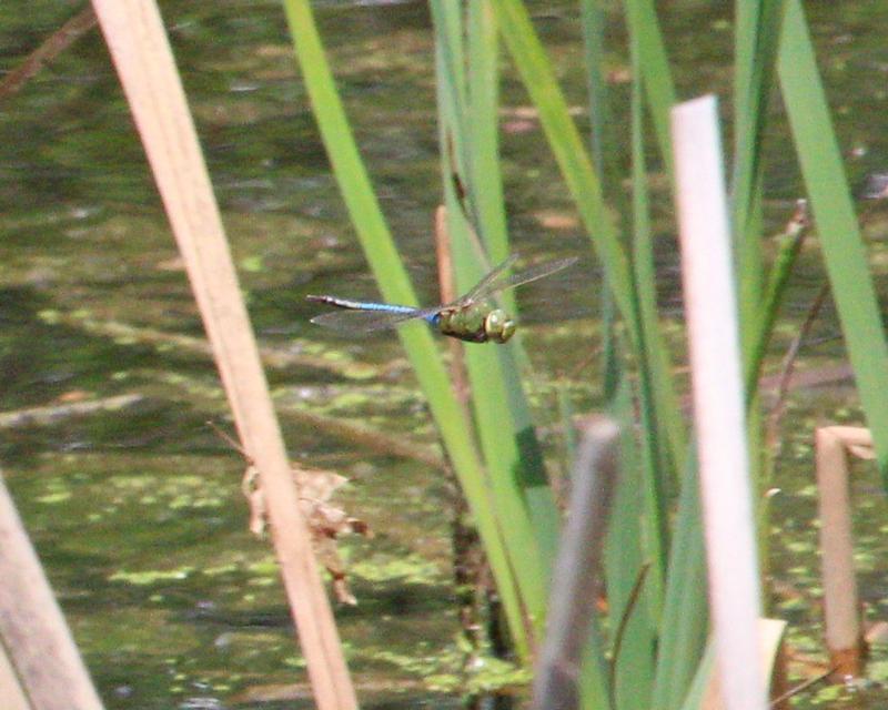Photo of Common Green Darner