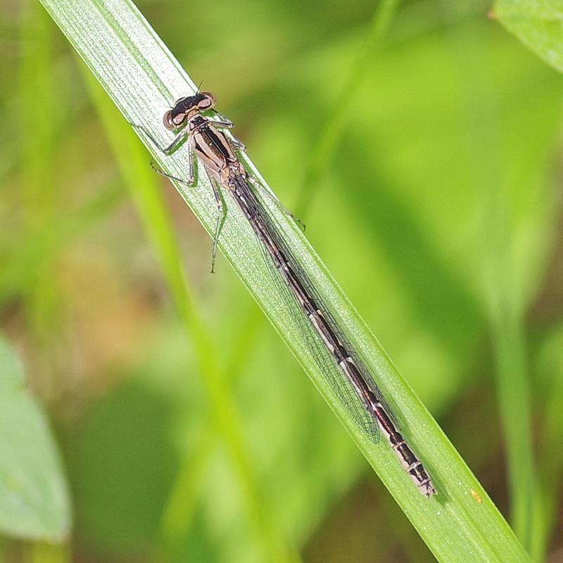 Photo of Vernal Bluet