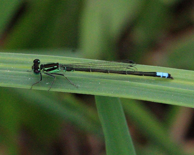 Photo of Eastern Forktail