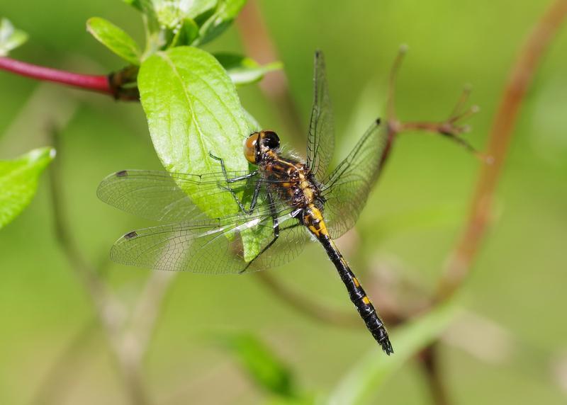 Photo of Dot-tailed Whiteface