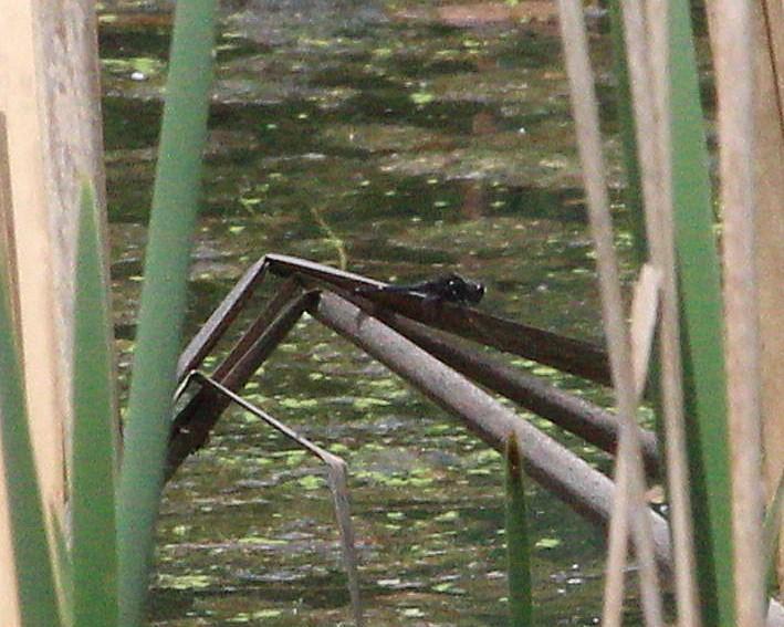 Photo of Dot-tailed Whiteface